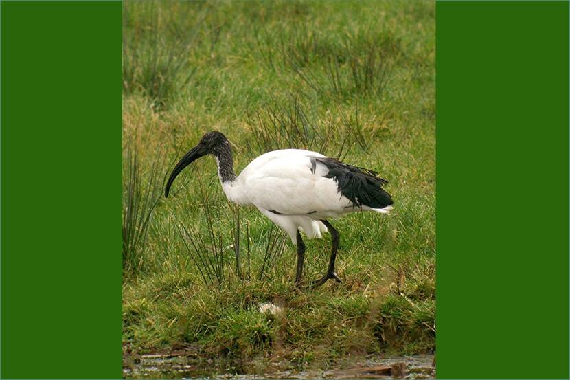 Heilige ibis