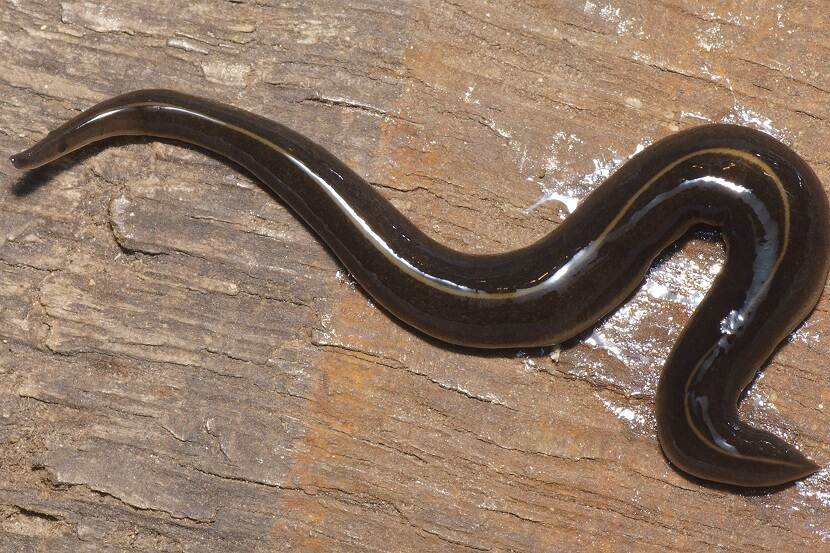 Nieuw-Guineese landplatworm