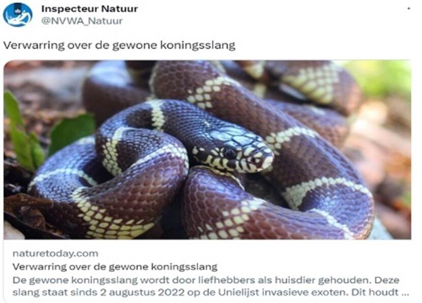 Twitterbericht van Inspecteur Natuur met bericht van nature today over de gewone koningsslang met afbeelding