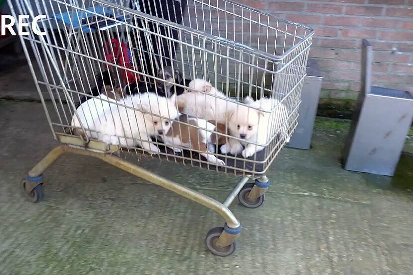 puppys-in-winkelwagen