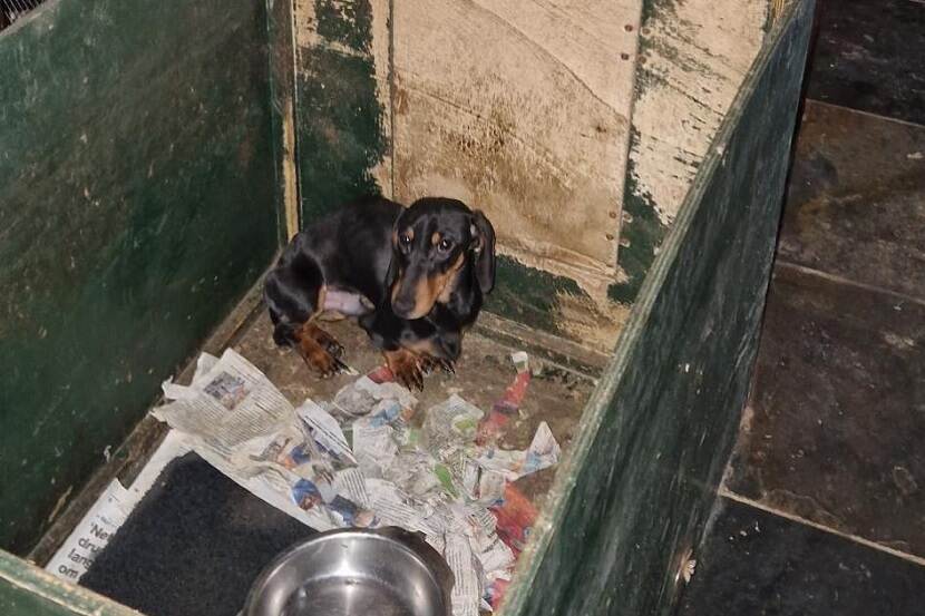 teckel bij broodfokker in kapschuur