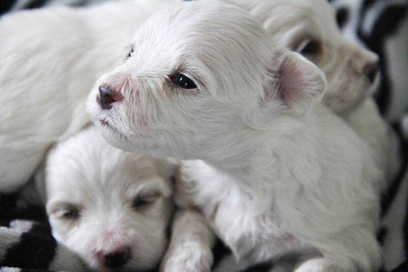 Witte puppy's