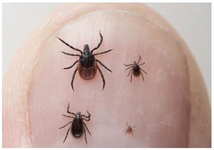 Duimnagel met daarop een vrouwtje (linksboven), mannetje (linksonder), nimf (rechtsboven) en een larve (rechtsonder) van de schapenteek (Ixodes ricinus)