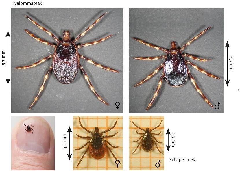 Verschillen tussen de reuzenteek (Hyalomma) en schapenteek (Ixodes ricinus)