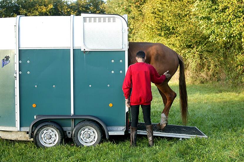 Paard en trailer