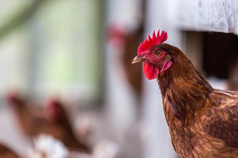 Bruine kip bij de ingang van een hok