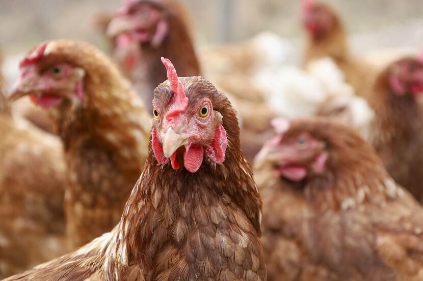 Closeup van een bruine kip