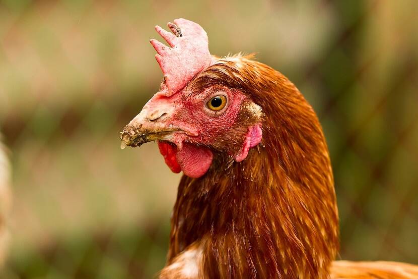 Zijaanzicht kop bruine kip