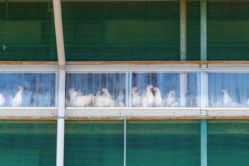 Pluimvee achter glas in een stal