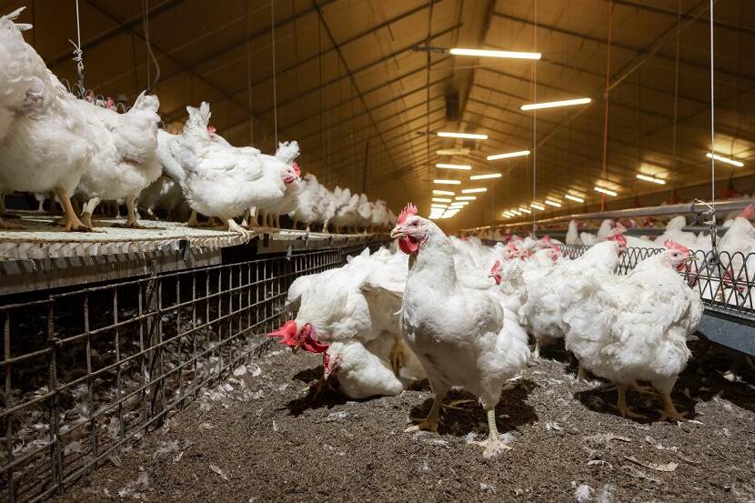 Witte kippen op een leghennenbedrijf