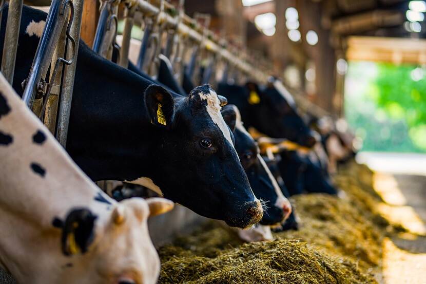 Koeien eten krachtvoer in een stal
