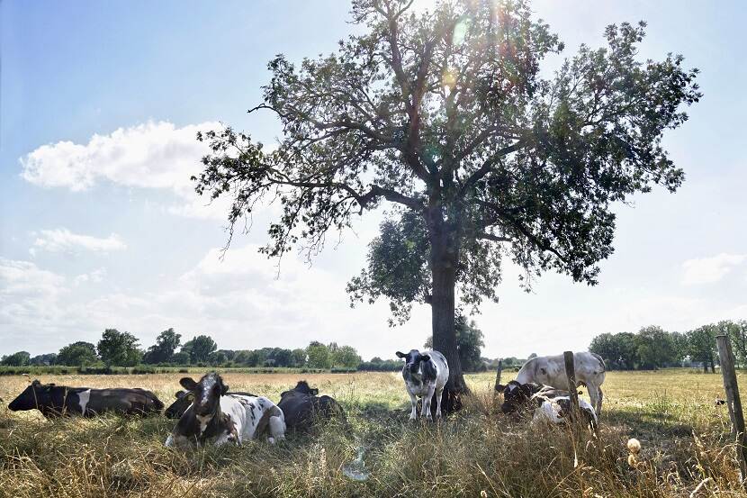 Koeien zoeken beschutting onder boom