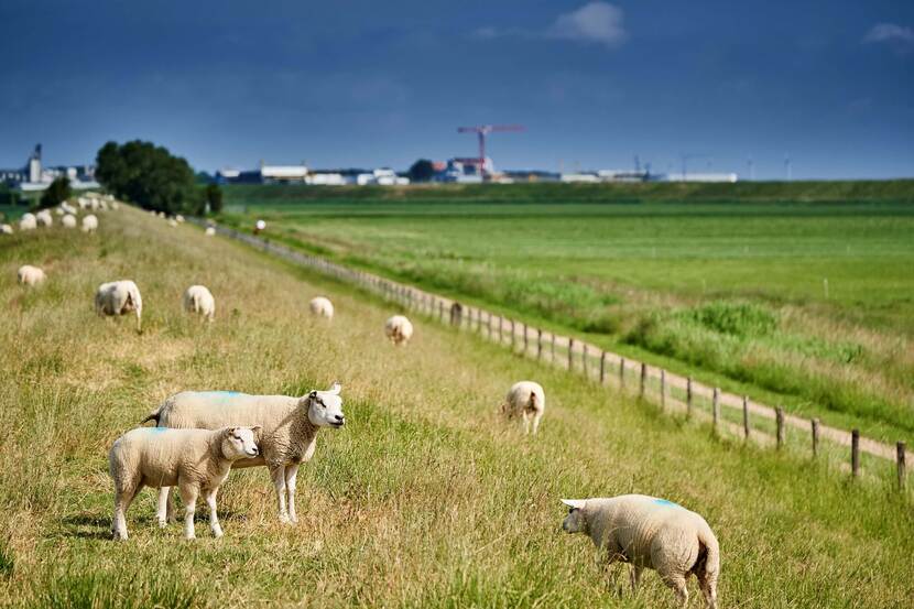 Schapen grazen op een dijk