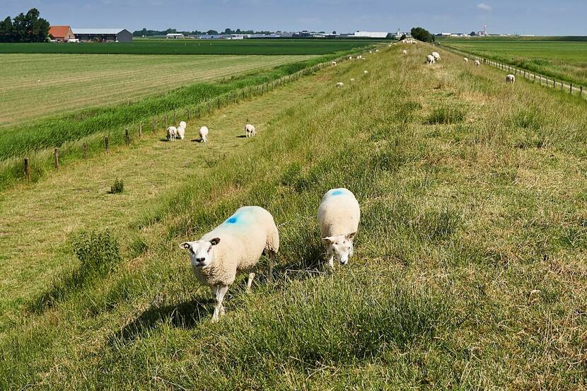 Schapen in de wei