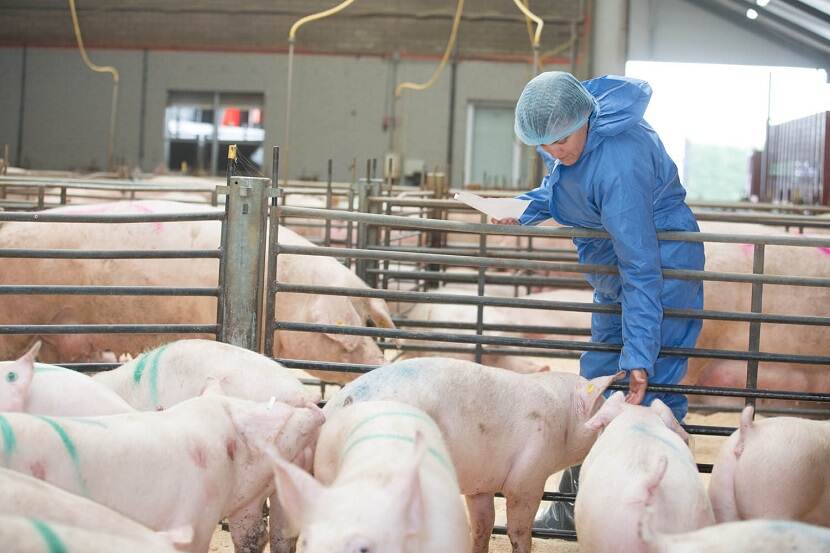 NVWA inspecteur controleert varkens in stal