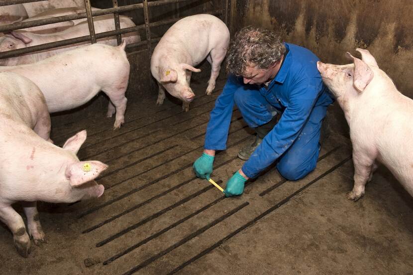 Inspecteur NVWA controleert varkensstal