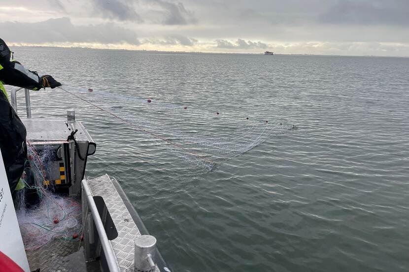 Tientallen illegale visnetten op het Markermeer 