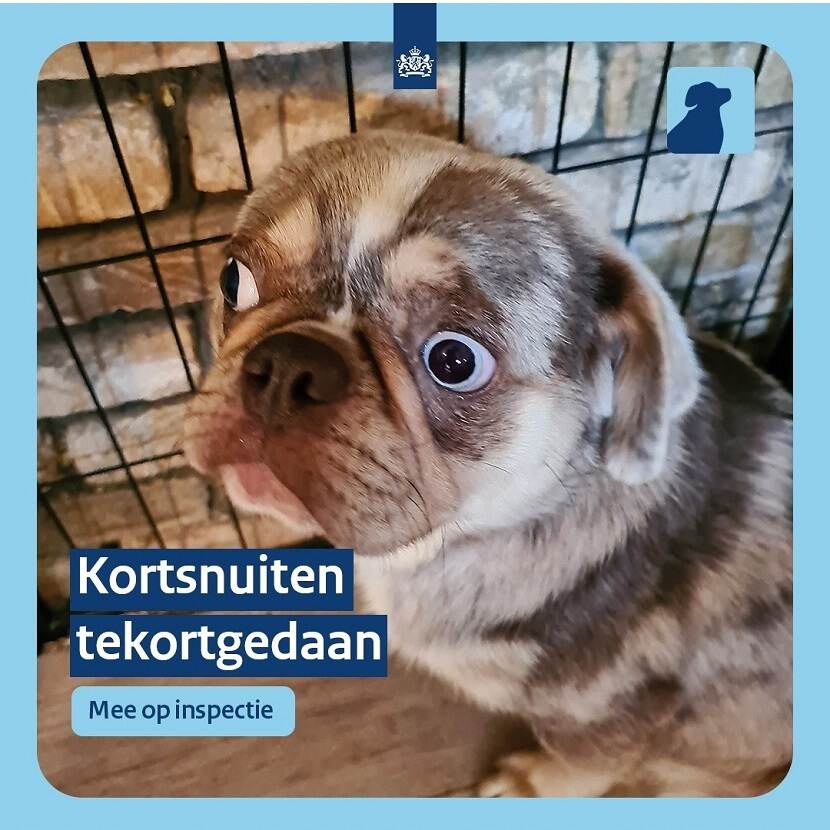 Kortsnuiten tekortgedaan - Mee op inspectie