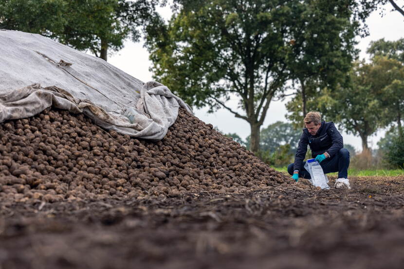 NVWA inspecteur bij berg met aardappels
