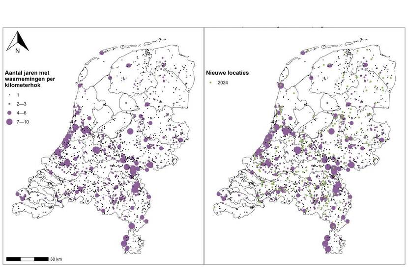 Ambrosia 1975-203 en 2024