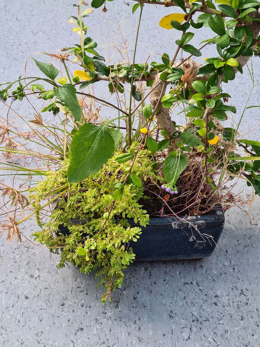 Bonsaiplant met meeliftende planten