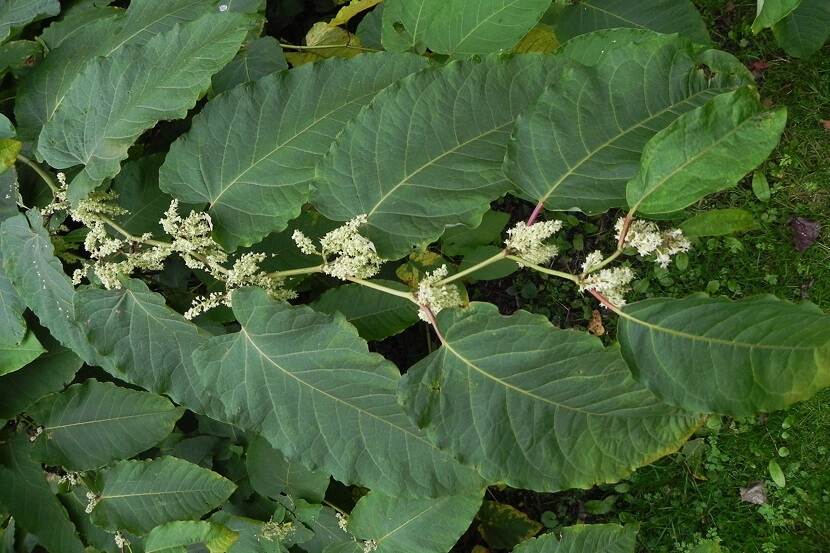 Fallopia sachalinensis