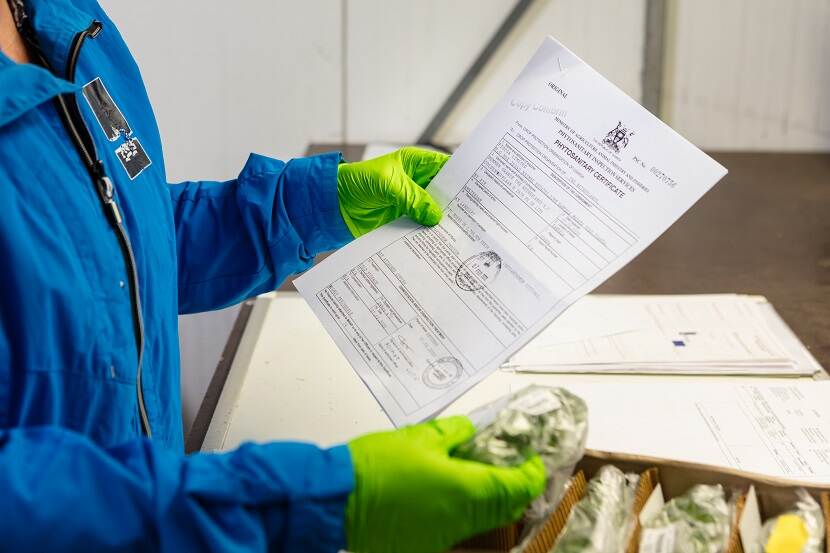 Importinspectie Chrysantenstek door Naktuinbouw