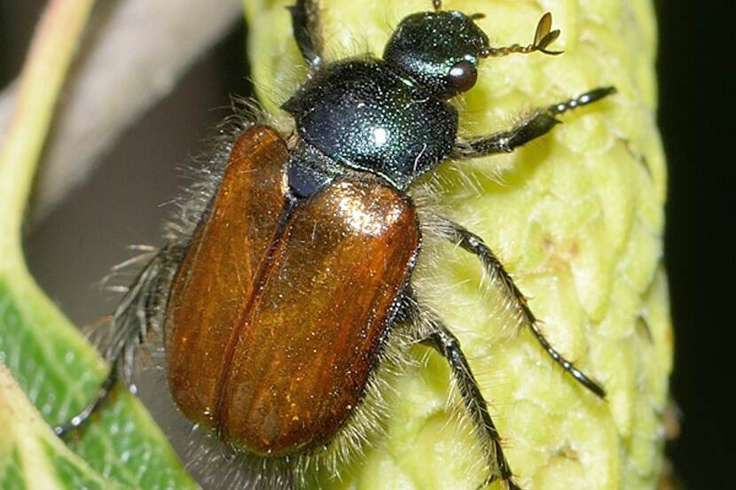 De rozenkever (Phylloperta horticula)