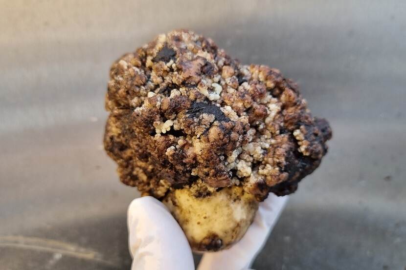 Aardappel met wratziekte in hand