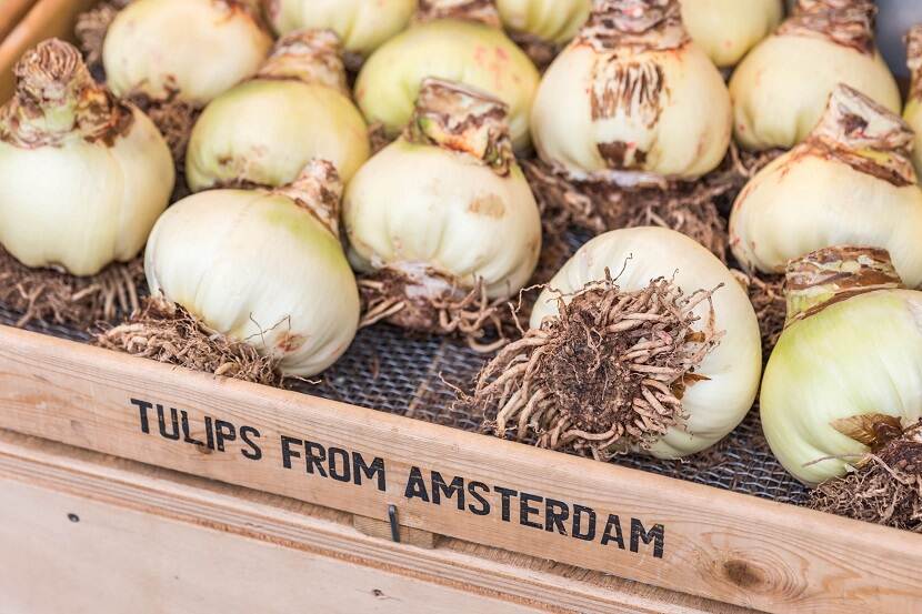 Houten kist met bloembollen