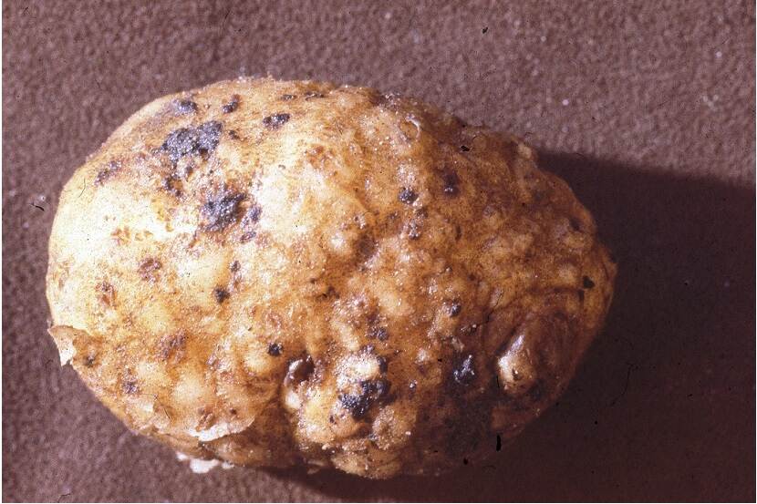 Aardappelknol met verdikkingen en ruwe schil  veroorzaakt door Meloidogyne sp.