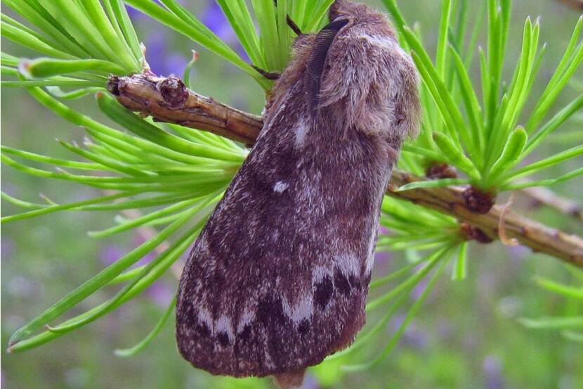Adult van Dendrolimus sibiricus