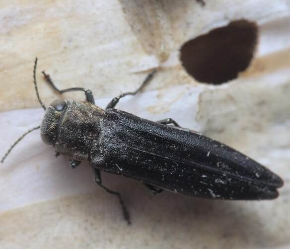 Kever Agrilus anxius met uitvlieggat