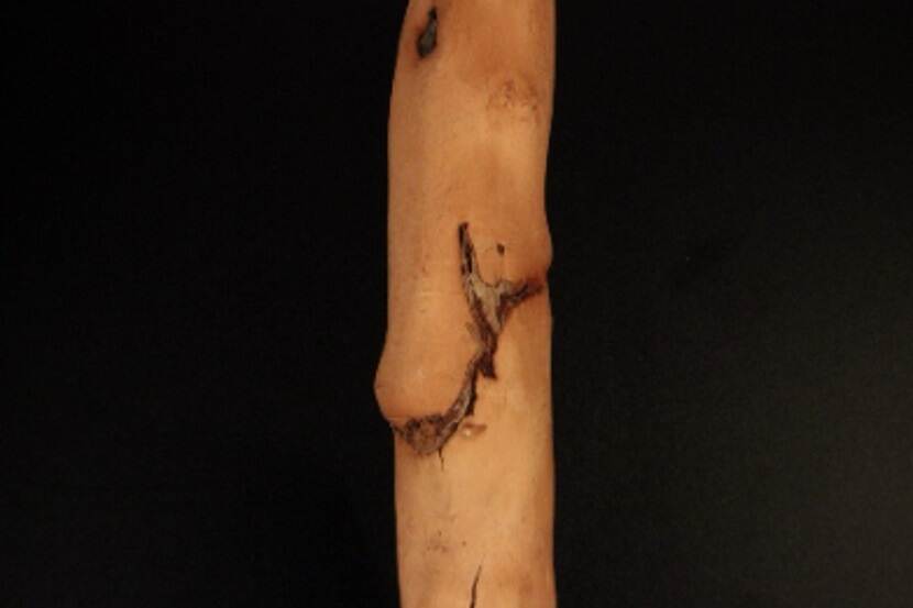 Apple stem grooving virus (appelhoutgroefvirus)