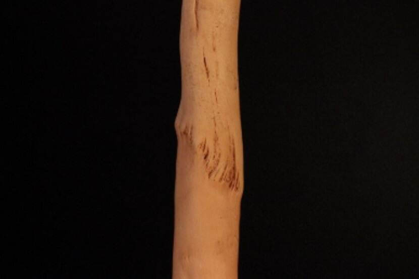 Apple stem pitting virus (appelhoutputjesvirus)