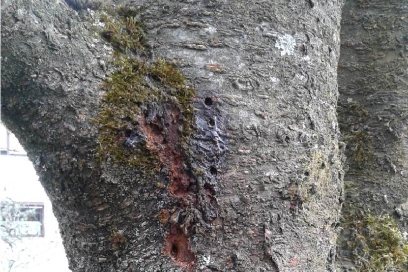 Symptomen veroorzaakt door larve Aromia bungii