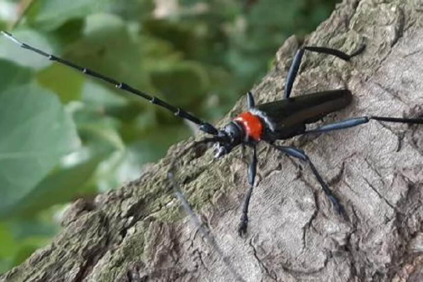 Volwassen kever Aromia bungii