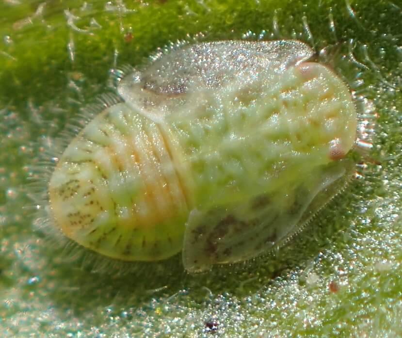 Nimf van Bactericera cockerelli1