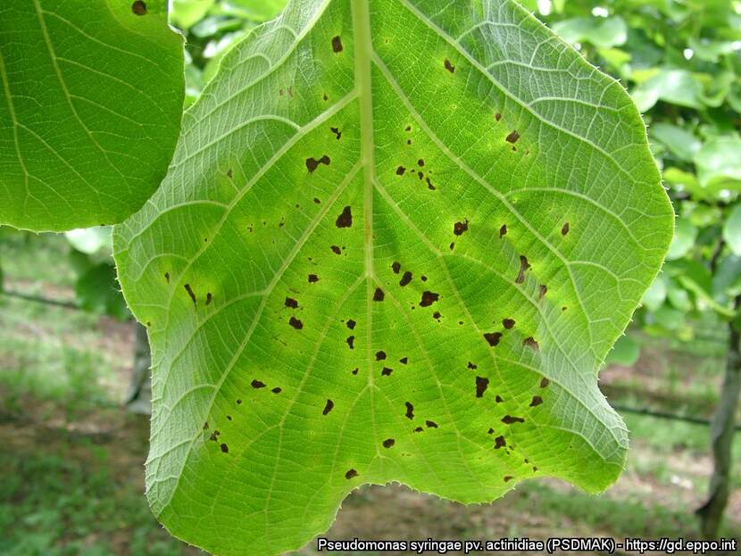 Bladvlekken veroorzaakt door Pseudomonas  syringae pv. Actinidiae