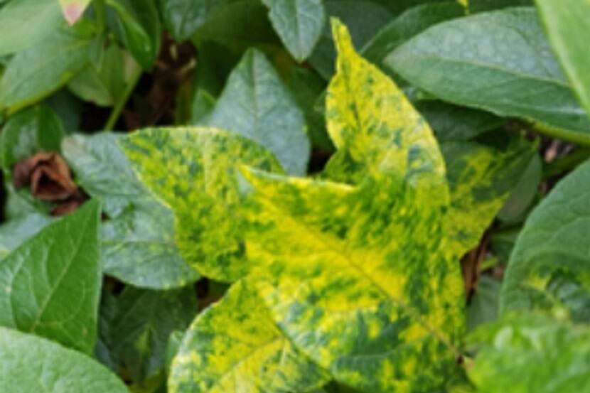 Blueberry mosaic associated virus