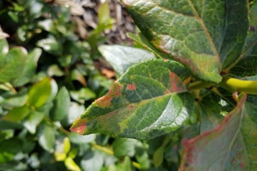 Blueberry mosaic associated virus