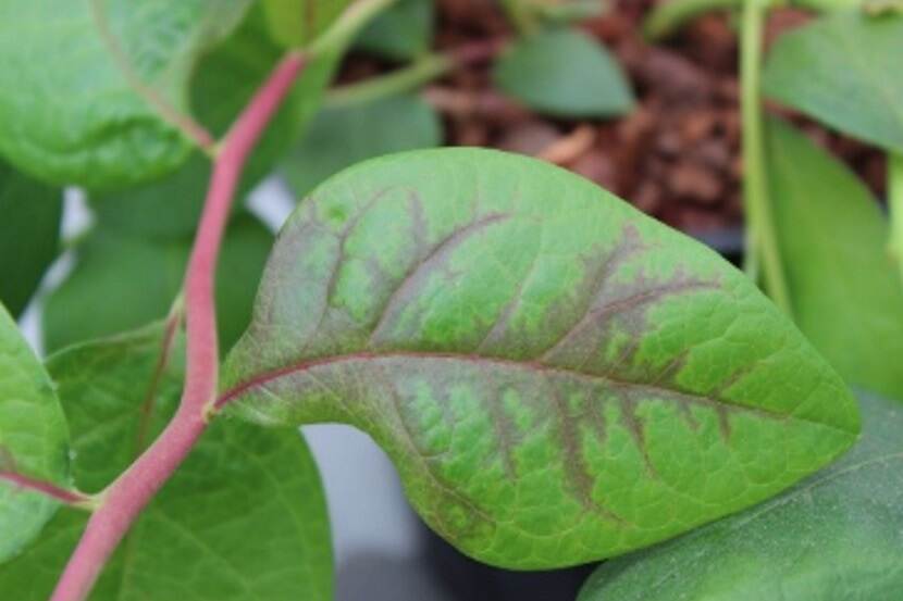 Blueberry shoestring virus