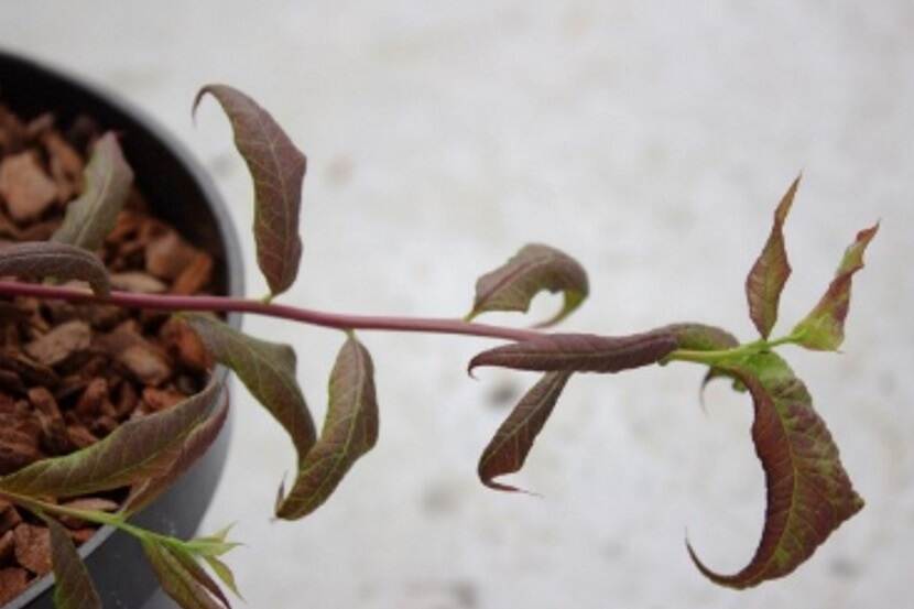 Blueberry shoestring virus