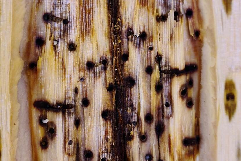 Boorgangen (1-2 mm doorsnede) van Euwallacea fornicatus in het hout van Ficus