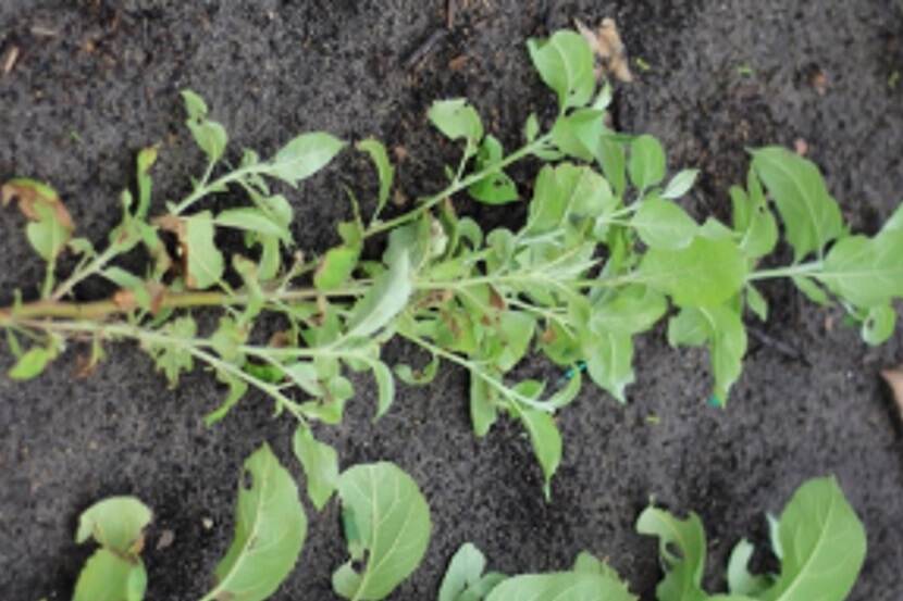 Candidates Phytoplasma mali (appelheksenbezemfytoplasma)