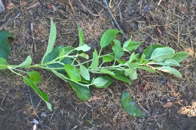 Candidates Phytoplasma mali (appelheksenbezemfytoplasma)