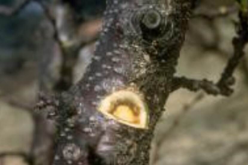 Candidates Phytoplasma prunorum