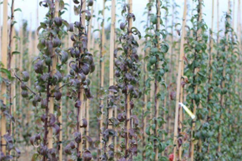 Candidates Phytoplasma pyri (perenaftakelingsfytoplasma)