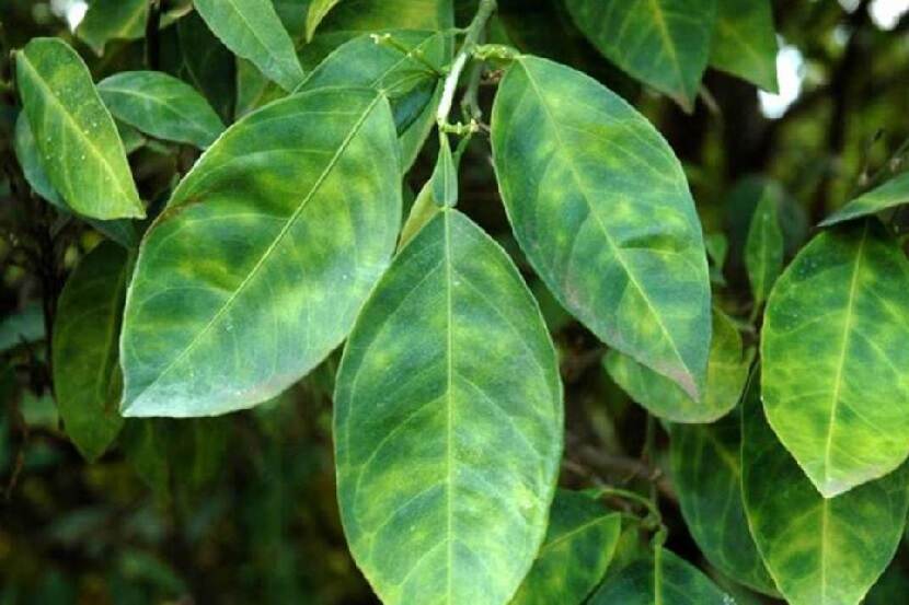 Candidatus Liberibacter aangetast citrusblad met verspreide gele vlekken