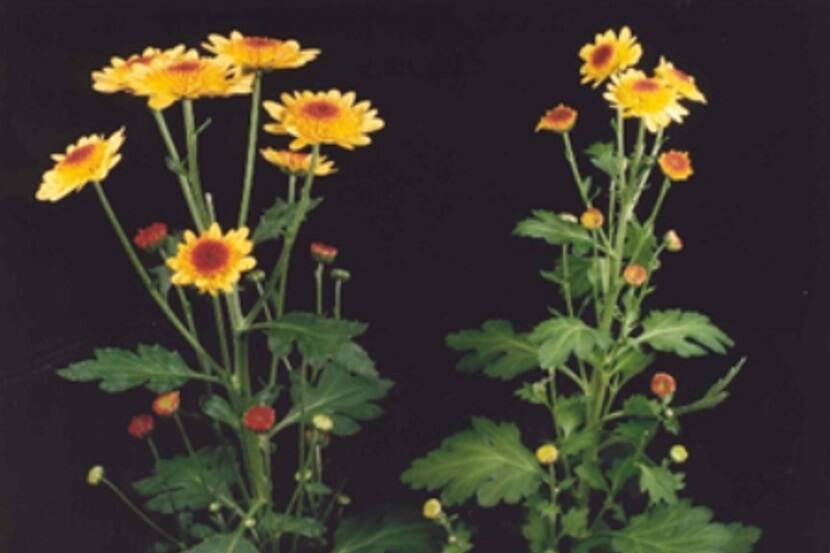 Chrysanthemum stunt viroid (chrysantendwergziekteviroïde)